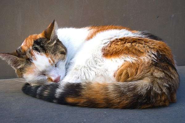Un chat qui dort en boule