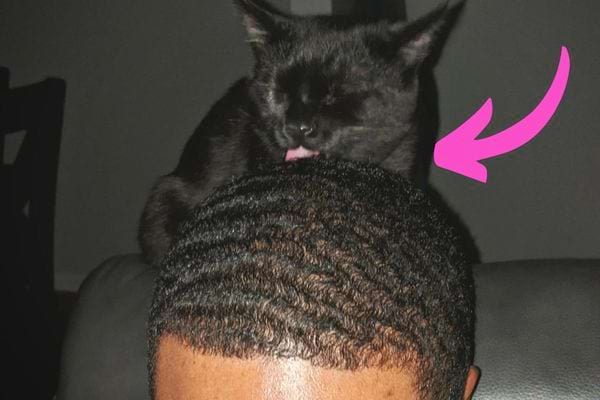 Un chat noir qui lèche la tête d'un humain