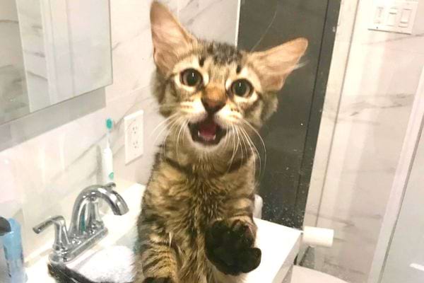 Un petit chat qui miaule