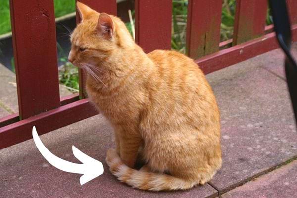 Langage De Chat Astuces Pour Comprendre Ce Que Votre F Lin Vous Dit