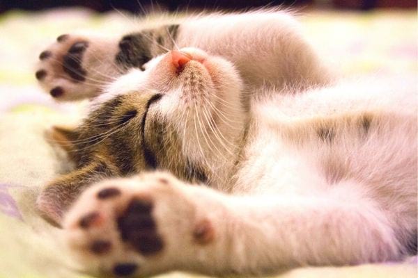 Un petit chat sur le dos avec les yeux fermés