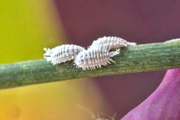 cochenille farineuse sur tige d'orchidée