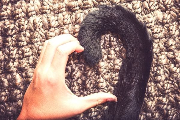 Un coeur fait avec la main d'une personne et la queue d'un chat