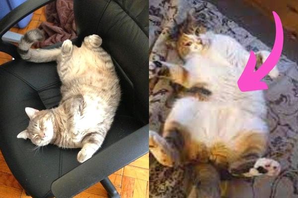 Deux chats qui sont sur le dos