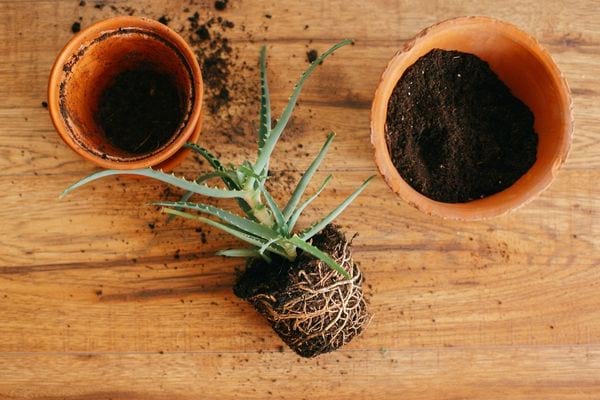 Deux pots de fleurs vides avec une plante en dehors seule sur la table
