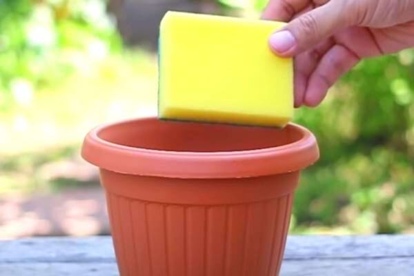 Une éponge dans un pot de fleur