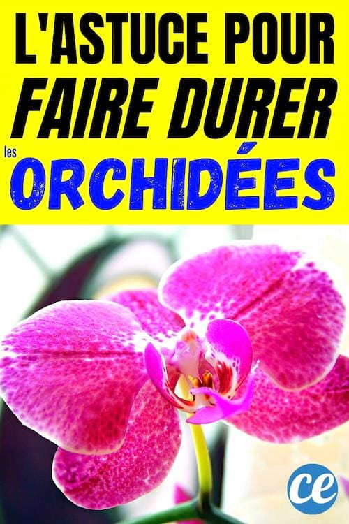 Une belle orchidée fleurie en rose qui dure plus longtemps grâce à cet engrais naturel