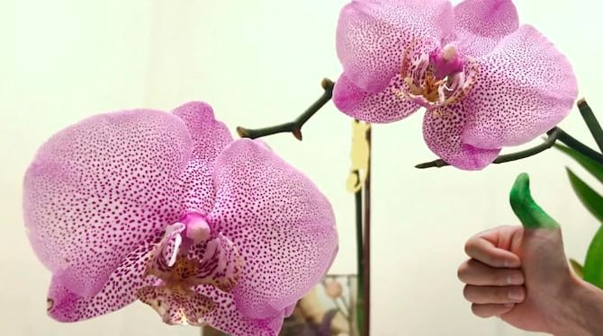 A long-lasting orchid 