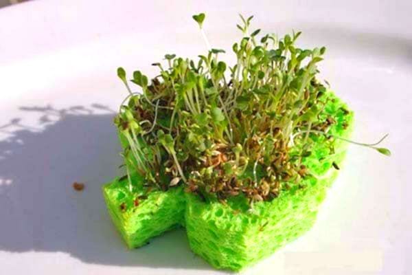 Des germes de graines dans une éponge verte