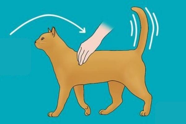 Un chat qui fait des mouvements rapides avec sa queue