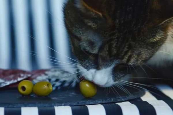 chat qui croque des olives vertes