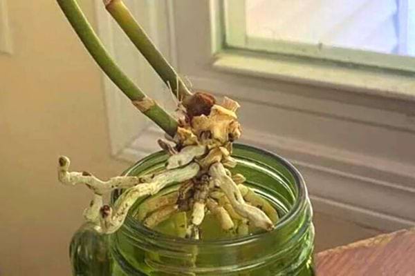 orchidée sans feuilles dans un verre d'eau