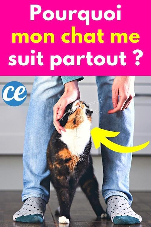 Un chat qui suit son maître partout dans la maison et les raisons pourquoi il fait ça