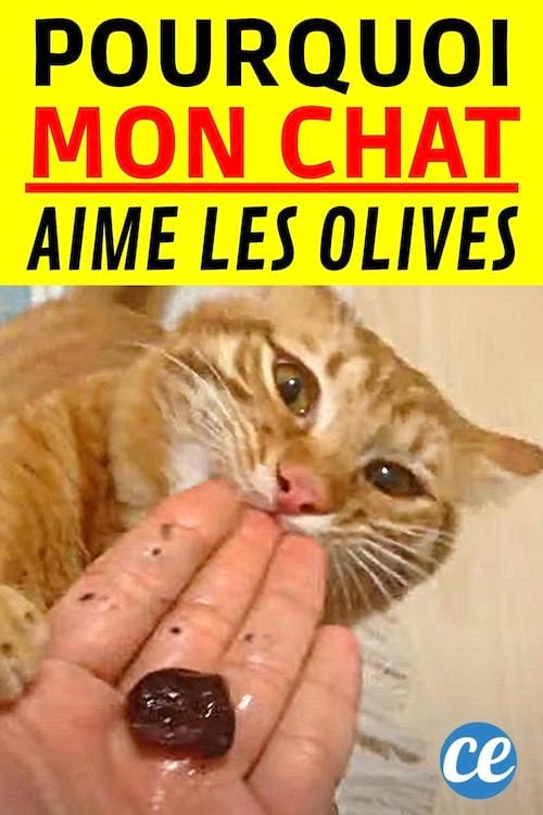 chat gris qui sent des olives vertes
