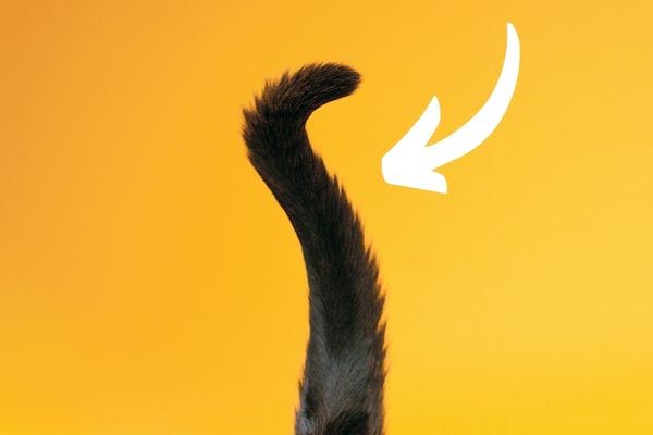 Un chat noir qui fait des mouvements lent avec sa queue
