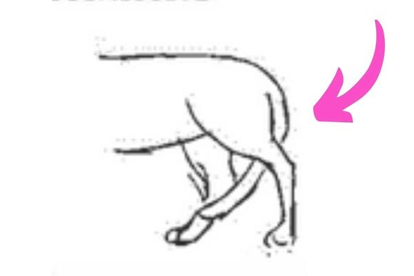 Un chat qui rentre sa queue entre ses pattes