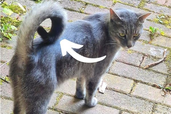 Un chat avec sa queue recourbée