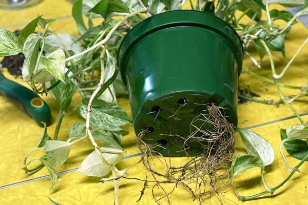 Des racines sortant d'un pot de fleur vert