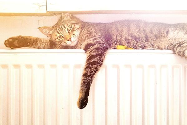 Un chat allongé sur un radiateur sous la fenêtre
