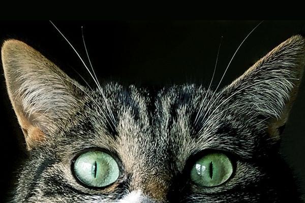 Le regard d'un chat avec les pupilles contractées et étroites