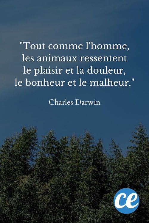 Tout comme l'homme, les animaux ressentent le plaisir et la douleur, le bonheur et le malheur.
