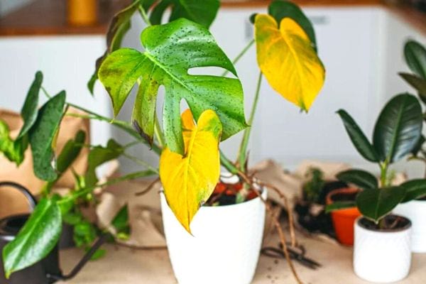 Une plante avec des feuilles jaune