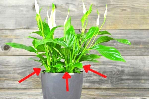 Une plante avec des petites feuilles