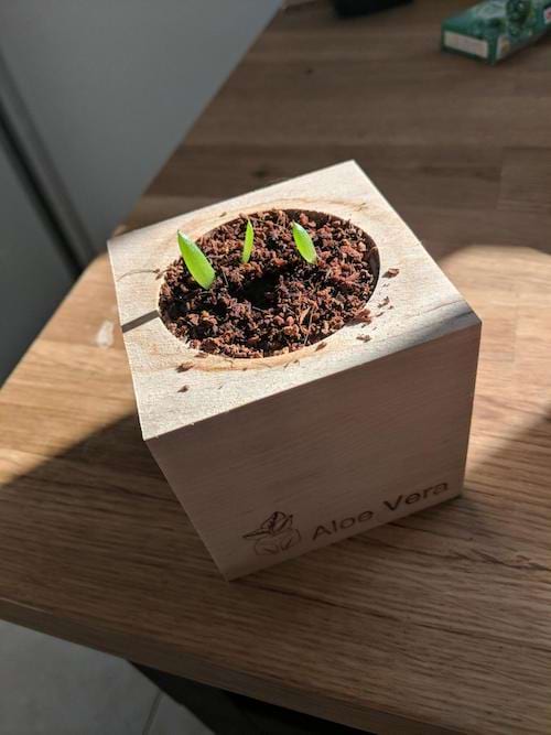 Un arbre à orchidées prêt-à-pousser dans son pot