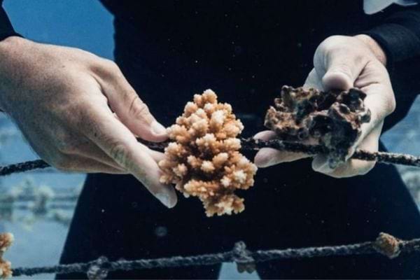 Un homme dans l'eau tenant un corail à adopter pour préserver la barrière de corail