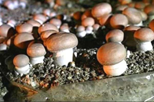 Plusieurs champignons pas encore cultivés