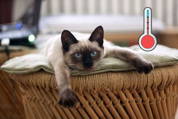 Un chat gris malade