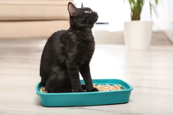 Un chat noir mal éduqué