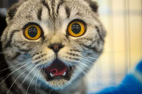 Un chat qui est stressé