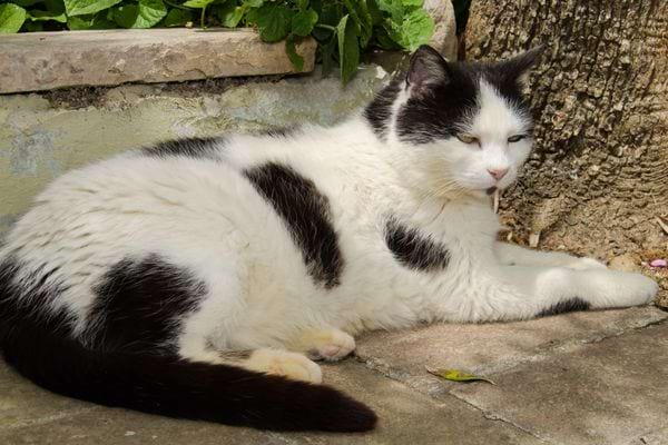 Un chat vieux blanc
