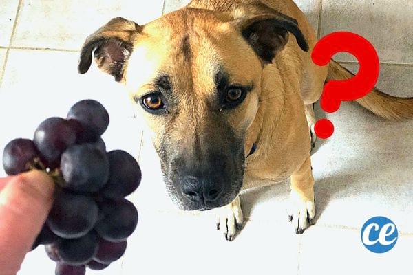 Un chien devant une grappe de raisin 