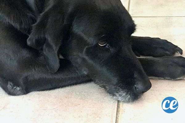 Un chien noir couché au sol 