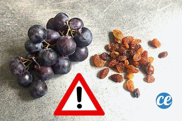 Deux types de raisins 