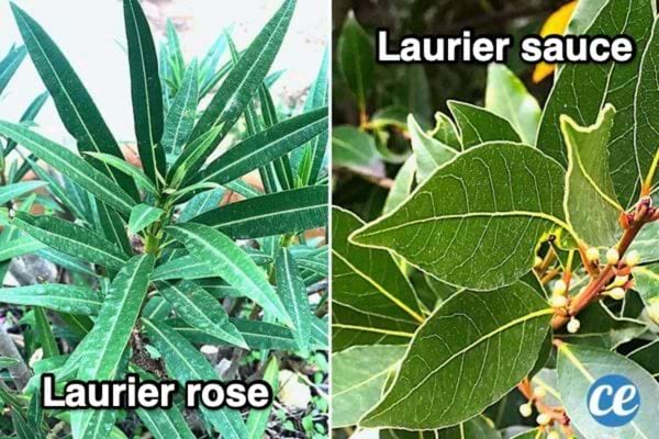 Deux différents types de laurier