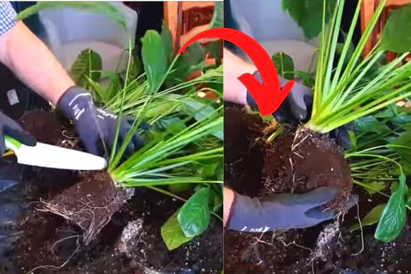 comment diviser les pieds de fleurs de lune