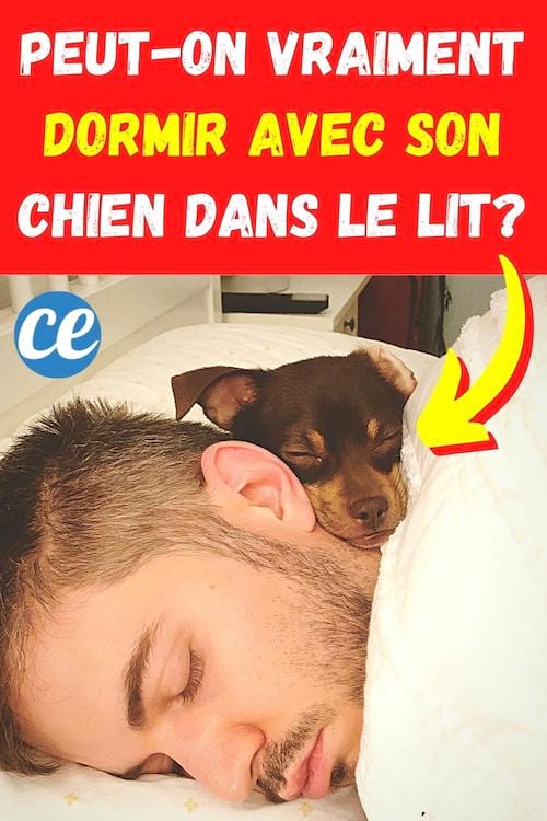 Un homme qui dort avec son petit chien dans le lient car ça a plein de bienfaits