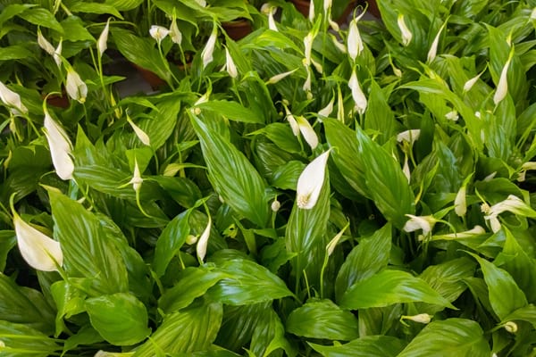 fleurs blanches de spathiphyllum lys de la paix