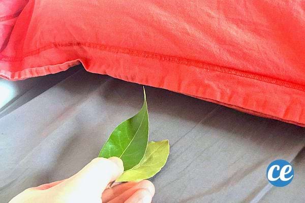 Une personne mettant deux feuilles de lauriers sous un oreiller rouge 