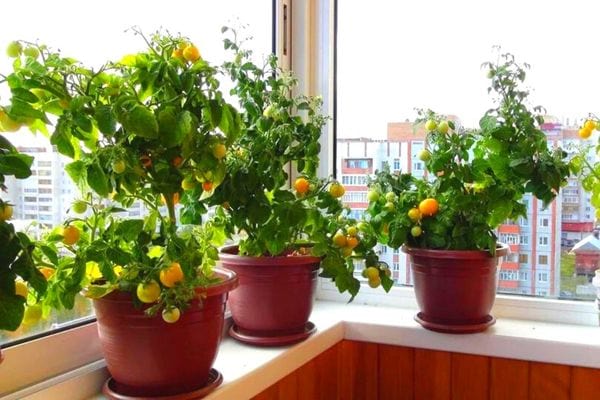 Trois plantes de fruits et légumes en pot