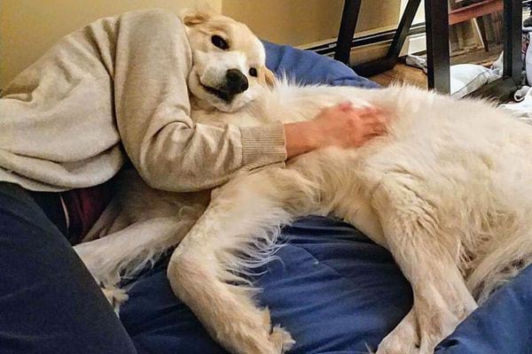 Un homme qui dort avec son chien blanc 