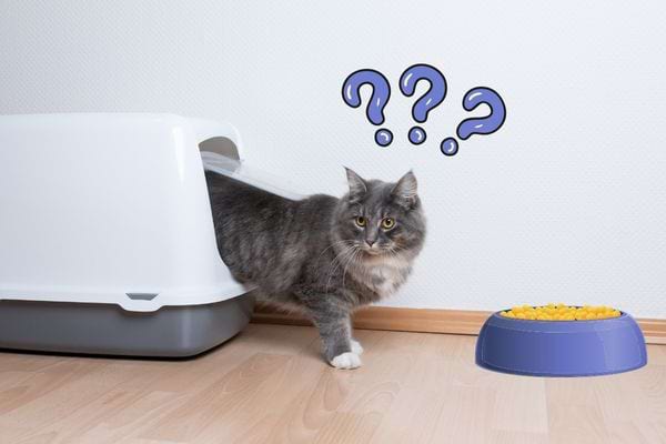 Litière de chat à côté de sa gamelle