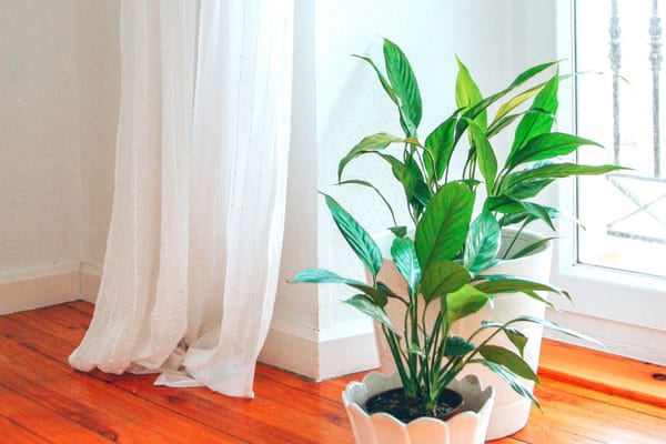 pot de lys de la paix devant une fenetre