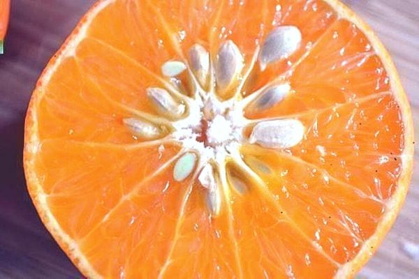 Des pépins dans une mandarine