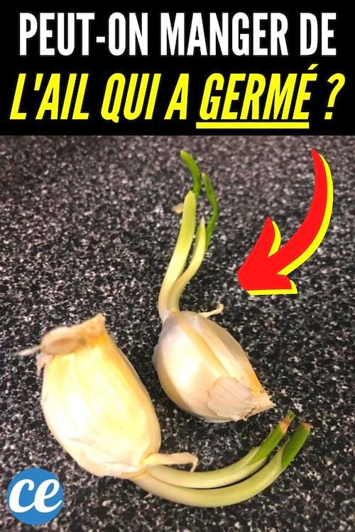 De l'ail qui a germé mais que l'on peut quand même manger