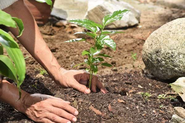 Une personne plantant un arbre pour sauver la planète