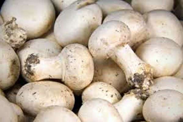 Plusieurs champignons déterrés